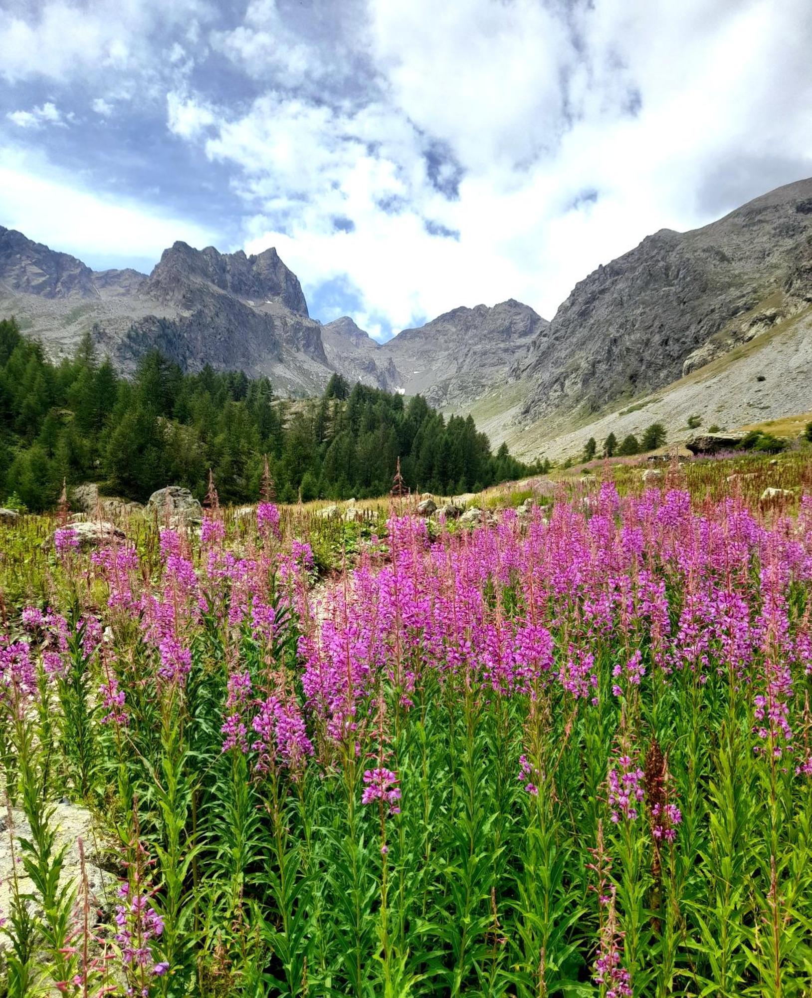 Hotel La Primula Borgo San Dalmazzo Esterno foto